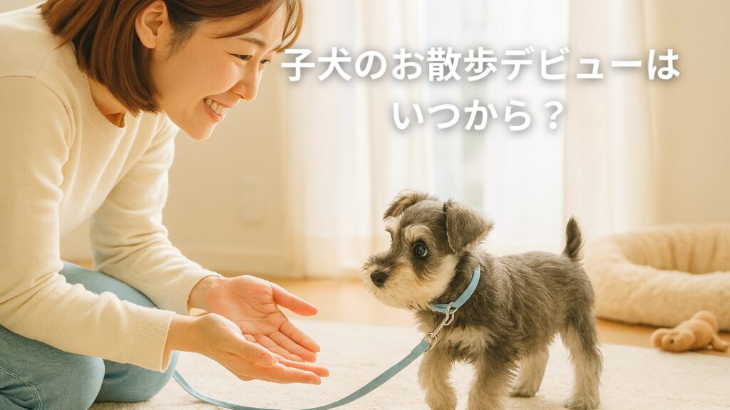 子犬のお散歩デビューはいつからの画像