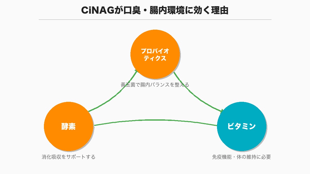 成分解説セクション